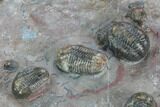 Cluster Of Proetid (Timsaloproetus?) Trilobites - Jorf, Morocco #125279-2